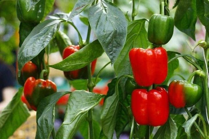 Ớt chuông chứa nhiều vitamin A, C và các chất chống oxy hóa khác nhưng lại ít kali.