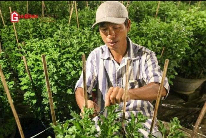 Đèn được bật tự động để lấy ánh sáng cho vườn hoa