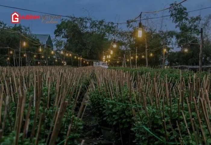 Nhiều làng hoa ở Quảng Trị cũng đang tất bật chăm sóc hoa phục vụ Tết