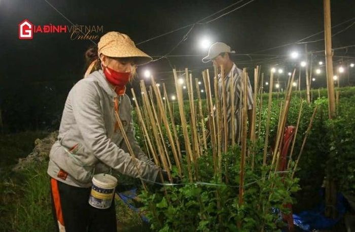 Thắp đèn chiếu sáng sẽ giúp hoa nở đúng dịp Tết Nguyên Đán