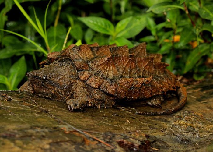 Rùa cá sấu lớn (Macrochelys temminckii) dài 80 cm, phân bố ở Bắc Mỹ. Mai của loài rùa nước ngọt to lớn này có ba hàng tấm sừng gồ lên