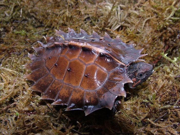 Rùa gai (Heosemys spinosa) dài 22 cm, là loài bản địa của Đông Nam Á. Khi còn non, cạnh bên mai của loài rùa này có các gai sắc nhọn, giúp tránh các loài săn mồi. Gai sẽ mất dần khi rùa trưởng thành