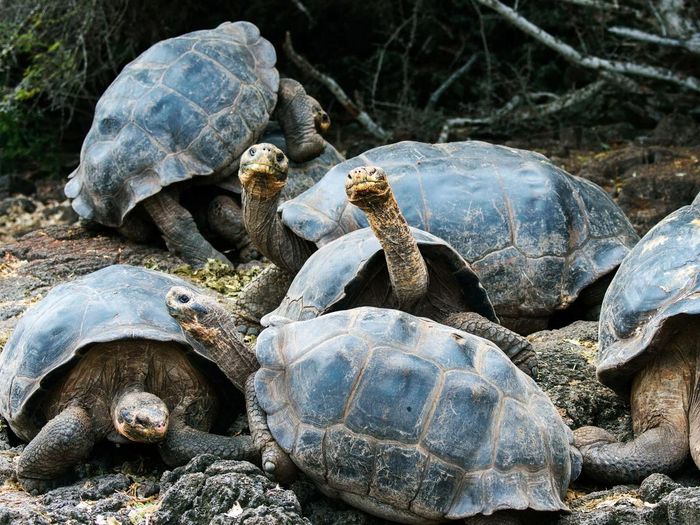 Rùa cạn Galapagos (Chelonoidis elephantopus) dài 1,2 mét, phân bố ở quần đảo Galapagos. Loài rùa này chủ yếu ăn thực vật và là loài rùa cạn lớn bậc nhất thế giới. Chúng có đến 11 phân loài