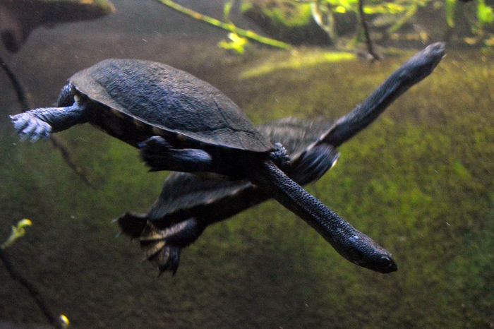 Rùa cổ rắn Úc (Chelodina longicollis) dài 25 cm, phân bố ở Australia. Loài rùa nước ngọt này có cổ dài bất thường, hữu dụng khi chúng vươn đầu lên mặt nước để bắt mồi.