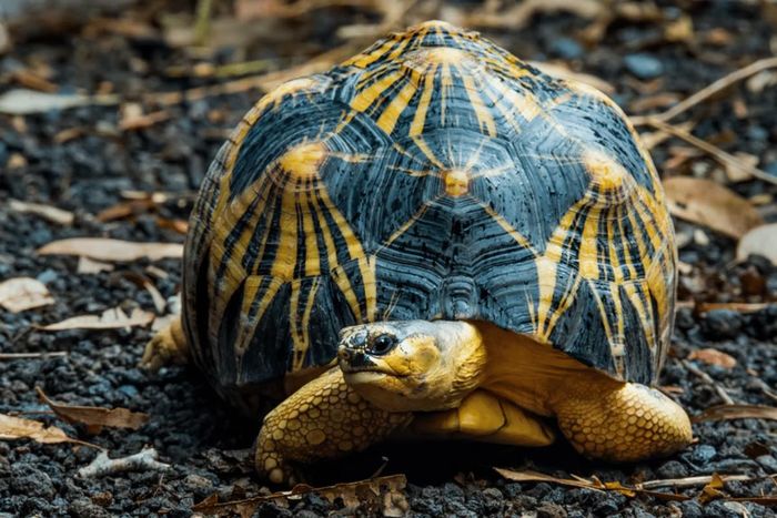 Rùa sao Ấn Độ (Geochelone elegans) dài 38 cm. Do mai có hoa văn được đánh giá là đẹp bậc nhất trong các loài rùa, rùa sao Ấn Độ đã được nhân nuôi để làm thú cưng ở nhiều nơi