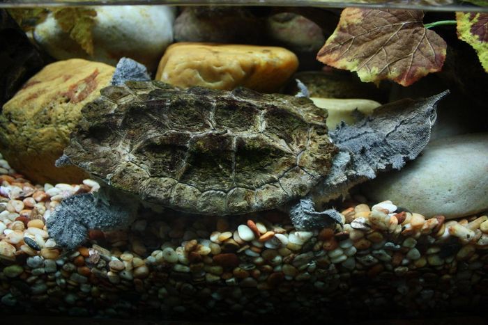 Rùa mata mata (Chelus fimbriatus) dài 50 cm, phân bố ở Nam Mỹ. Vẻ ngoài dị thường giúp loài rùa này ngụy trang dưới nền suối có nhiều lá cây mục. Chúng có tập tính mai phục và hút con mồi vào miệng
