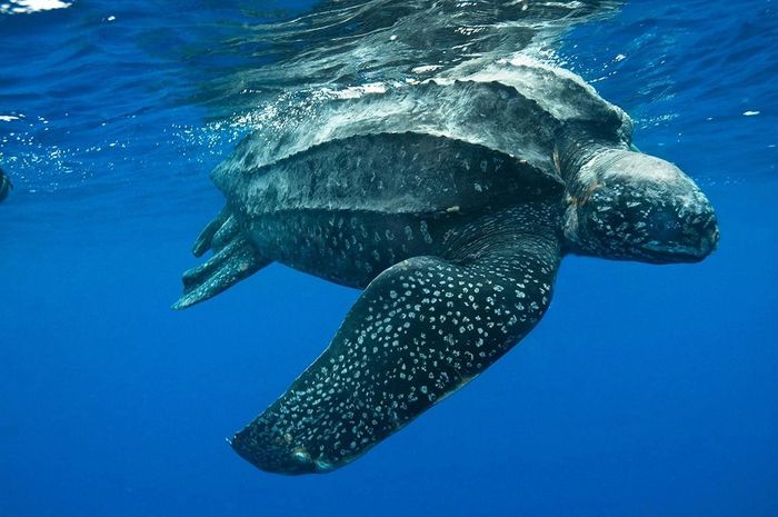 Rùa da (Dermochelys coriacea) dài 1,5 mét, sống ở ngoài biển, gồm Biển Đông của Việt Nam. Đây là loài rùa lớn nhất thế giới, mai rùa không có tấm sừng mà chỉ có lớp da mềm. Chúng chủ yếu ăn sứa biển