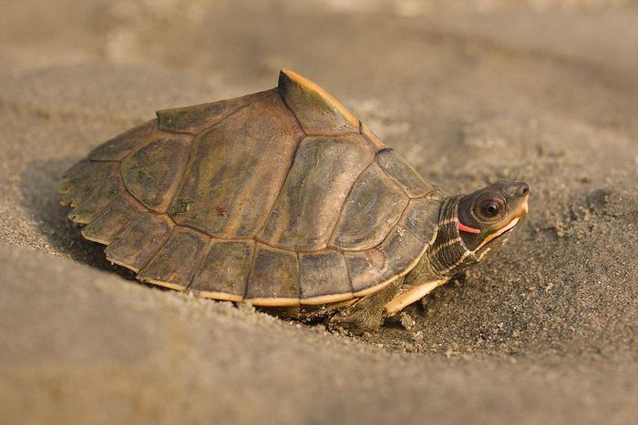 Rùa mái nhà Assam (Pangshura sylhetensis) dài 20 cm, được ghi nhận ở phía Đông Bangladesh và bang Assam của Ấn Độ. Loài rùa này được nhận biết dễ dàng nhờ phần đỉnh mai nhô cao có gai nổi bật