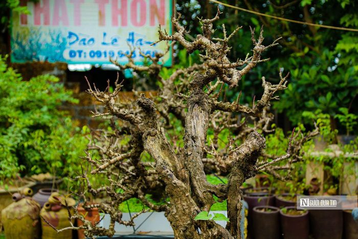Thời điểm này còn khoảng 2 tháng nữa là đến Tết Nguyên đán, những cây đào thất thốn đẹp nhất đã được khách hàng tìm đến đặt "xí chỗ" từ trước.