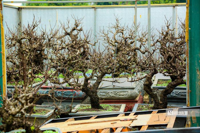 Tùy vào thời tiết mà nhà vườn sẽ điều chỉnh nhiệt độ phòng sao cho phù hợp. Nếu không, đào có thể nở hoa không đúng dịp Tết Nguyên đán.