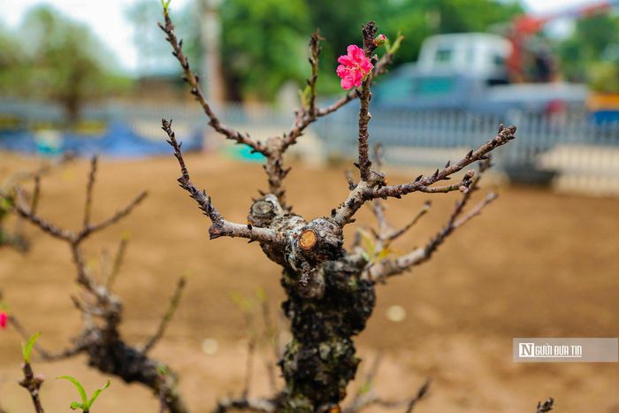 Người dân trồng đào lâu năm ở đây cho biết, đào thất thốn là 7 thốn, mỗi thốn tương đương với một đốt ngón tay. Lá đào dài 7 thốn, cây phát triển đến 7 thốn thì lại chia cành một lần. Một thốn có 7 bông hoa.