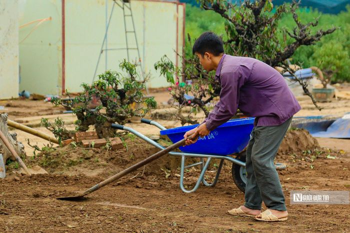 Người dân trồng đào Nhật Tân tất bật chuẩn bị cho dịp Tết Nguyên đán 2024.