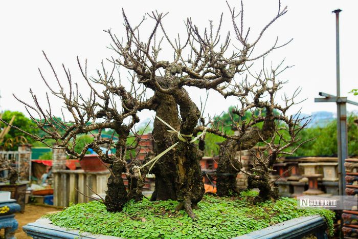 Đào Thất thốn là loại đào cổ, quý hiếm, có cây cao hơn mặt đất chỉ hơn 1m, phải trồng đến năm thứ 3 mới bắt đầu ra hoa được nhiều người chơi sành điệu săn đón mỗi dịp Tết đến Xuân về.