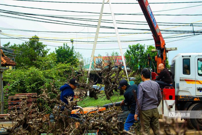 Theo ghi nhận của PV, thời điểm này người dân trồng đào tại phường Nhật Tân (quận Tây Hồ, Tp.Hà Nội) lại tất bật công việc chăm sóc đào cho dịp Tết Nguyên đán 2024.