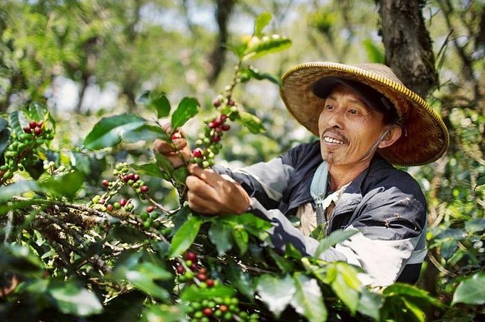 Xuất khẩu cà phê Việt Nam tiếp tục được hưởng lợi
