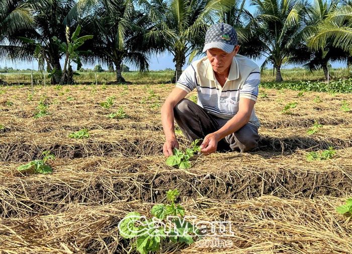 Ông Nguyễn Văn Lộc thường xuyên kiểm tra sự phát triển của hoa màu, để kịp thu hoạch cung ứng cho thị trường Tết.