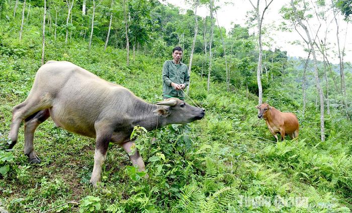 Bằng nguồn vốn cho vay hộ nghèo, người dân xã Năng Khả (Na Hang) đầu tư chăn nuôi, phát triển kinh tế, vươn lên thoát nghèo.