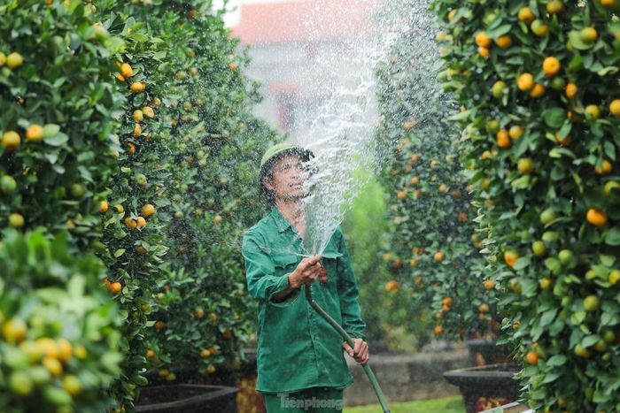  Năm đầu gia đình anh Thạnh dự kiến thí điểm làm tạo dáng khoảng 20 cây quýt có hình thỏi vàng tài lộc để đưa ra thăm dò thị trường. Để tạo được dáng quýt thỏi vàng độc đáo này, cây quýt phải có tuổi đời từ 3 đến 6 năm, thời gian tạo ra kiểu dáng mất 6 đến 10 ngày.