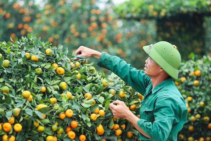 Đến thời điểm hiện tại gia đình anh đã có khách đặt gần 10 cây chủ yếu là các cơ sở kinh doanh vàng bạc với mong muốn thu hút tài lộc, thuận buồm xuôi gió cho các công việc kinh doanh.