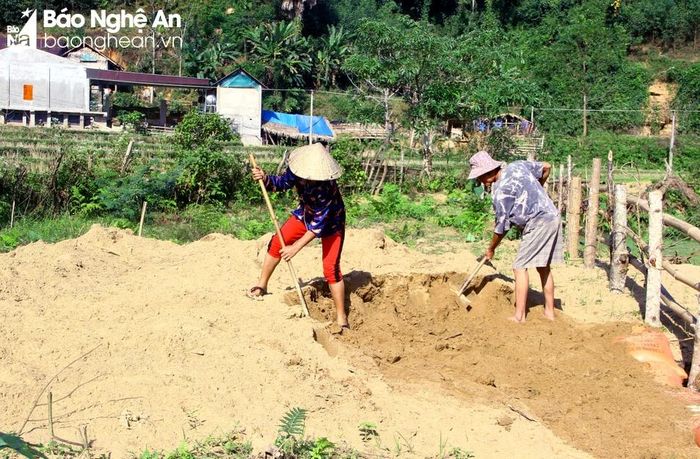  Gia đình anh Lê Văn Báo ở xã Châu Hạnh đào hết lớp cát để lấy ruộng sản xuất vụ xuân. Ảnh: Xuân Hoàng 