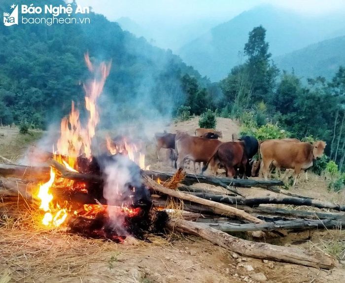  Ngoài trời, từng đống lửa lớn được đốt lên quanh những nơi trâu, bò ăn cỏ. Ảnh: CSCC 