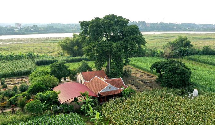 Bóng đa cổ thụ phủ bóng Chùa Thanh Động.