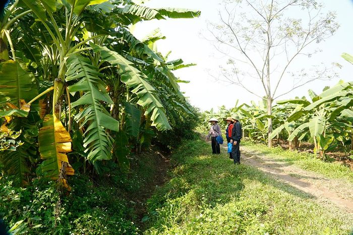 Kênh tiêu nước do người dân tự đào.