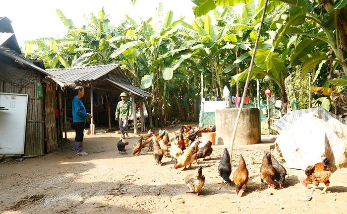 Gà đất bãi được người tiêu dùng ưa chuộng, có giá thành cao hơn hẳn.