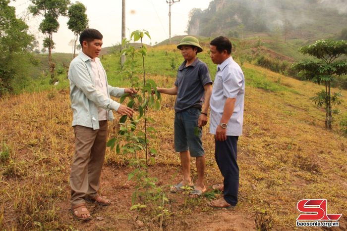 Mô hình trồng lê xanh tại xã Mường Giôn, huyện Quỳnh Nhai.