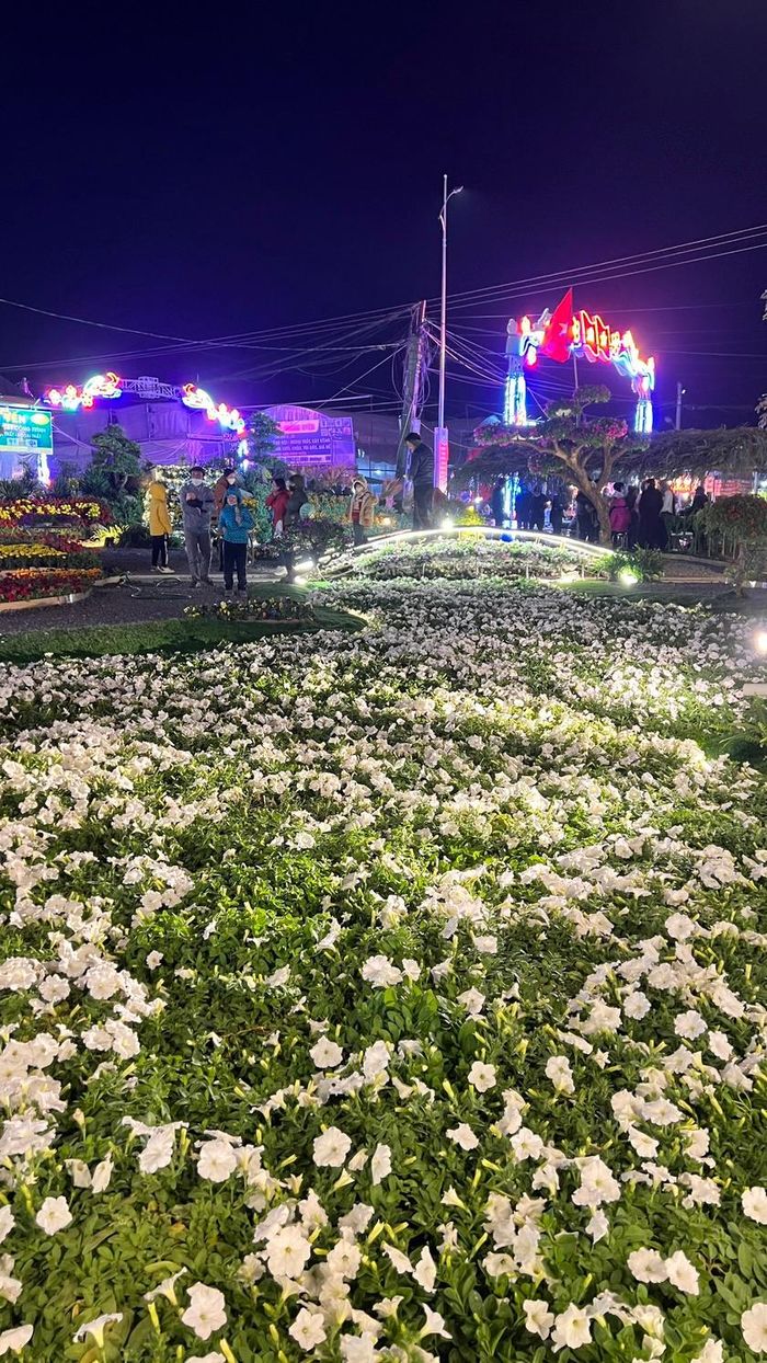 Suối hoa dạ yến thảo trắng dài khoảng 50 m với hơn 600 chảo hoa đang thì khoe sắc. Ảnh: NVCC