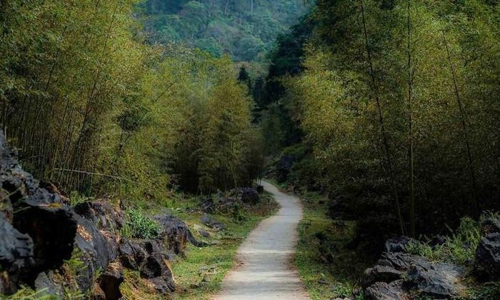 Lối vào rừng trúc ở Sảo Há đẹp như phim - Nguồn: Hà Giang Trẻ