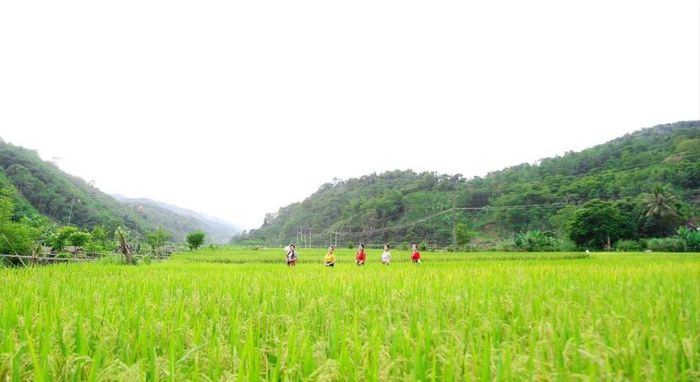 Cánh đồng lúa tươi tốt ở xã Yên Hòa, huyện Tương Dương. Ảnh: Đình Tuyên