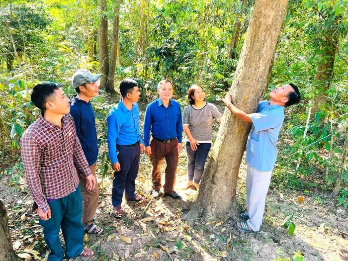 Rừng đinh hương ở bản Na Hang, xã Mai Sơn được người dân chung tay bảo vệ, giữ gìn. Ảnh: K.L