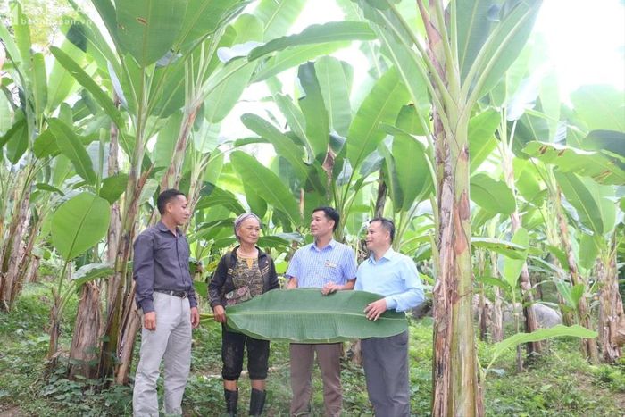 Cán bộ ban Dân vận Huyện ủy Tương Dương và lãnh đạo Đảng ủy xã Lưu Kiền thăm mô hình trồng chuối lấy lá của người dân bản Lưu Thông. Ảnh K.L
