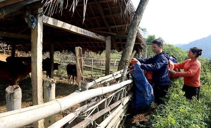 Ngoài dự trữ rơm khô, chuồng trại nuôi nhốt được che chắn kín gió, giữ ấm cho vật nuôi