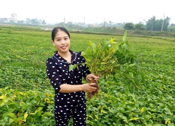 Mô hình 0,5ha đậu tương cao sản giống mới tại xứ Đồng Nếp, khu 3, xã Xuân Huy, sau gần 3 tháng trồng và chăm sóc đến nay cây đậu tương đã cho thu hoạch với năng suất đạt 396 kg/1sào.