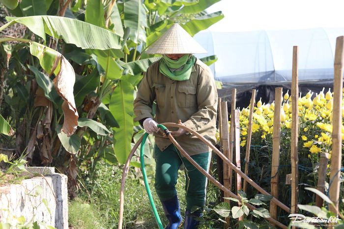 Nước được tưới mỗi ngày để cung cấp đủ độ ẩm cho cây hoa phát triển. Ảnh: Đình Minh.
