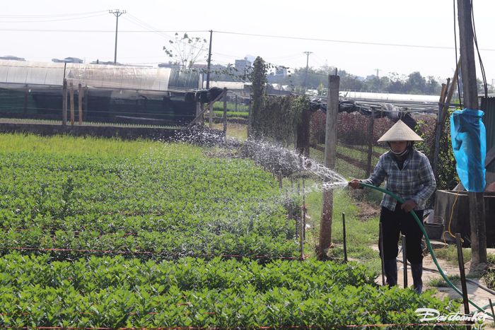 Tuy nhiên, ‘vựa hoa’ Đông Cương vẫn có lợi thế lớn khi là hoa được bán tại vườn, còn tươi tốt, trong khi hoa ở Đà Lạt được nhập về bằng xe tải, phải bọc kỹ càng phải để ở nhiệt độ thấp để hoa không bị héo úa. Ảnh: Đình Minh.