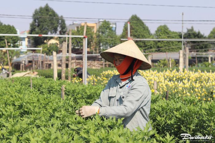 Dù vậy, với kinh nghiệm nhiều năm chăm sóc hoa, người dân làng hoa vẫn tự tin cho ra thị trường những sản phẩm hoa tươi đẹp nhất, nở đúng dịp Tết Nguyên đán và đầu xuân. Ảnh: Đình Minh.