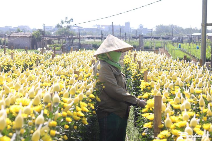 Trong không khí lao động tất bật, chị Lê Thi Oạnh (trú thôn Đại Khối) cho biết, đã xuống giống gần 1 mẫu hoa cúc vàng. Theo chị Oanh, với giá bán quanh năm (trừ dịp giáp Tết âm lịch) là vào khoảng 2.000đ/bông, hoa cứ đến kỳ thu hoạch là có thương lái đến tận vườn để lấy. Ảnh: Đình Minh.