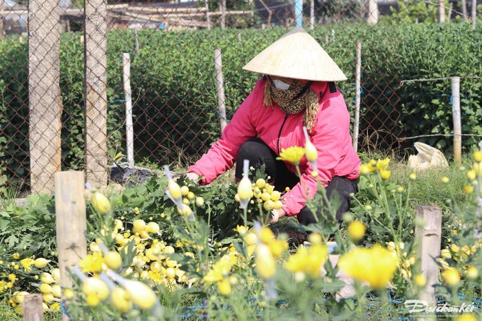 Theo người dân trồng hoa, vấn đề được họ quan tâm nhất hiện nay là hoa ở Đà Lạt được nhập về rất nhiều, cạnh tranh gay gắt về giá cả với hoa trong làng. Ảnh: Đình Minh.