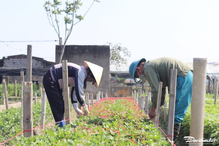 Làng hoa Đông Cương được trồng quanh năm, thế nhưng để có lứa hoa phục vụ cho dịp Tết, khoảng vào tháng 10 âm lịch hằng năm, người trồng hoa sẽ đồng loạt xuống giống, gieo trồng. Càng vào những ngày giáp Tết, bà con nơi đây lại ăn ngủ cùng hoa. Ảnh: Đình Minh.