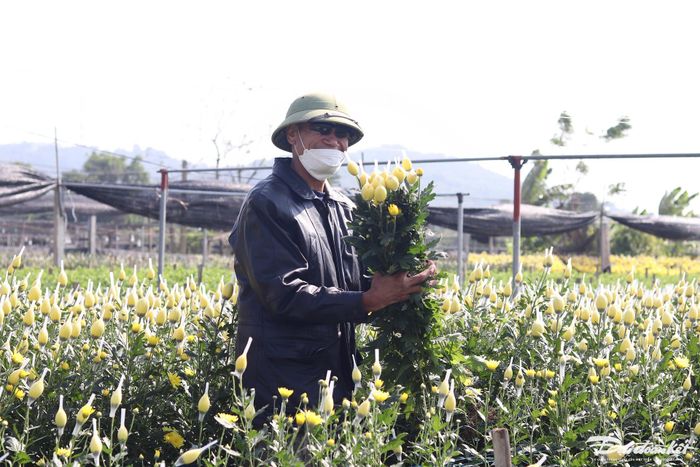"Chăm sóc cho đến tháng 11 âm lịch, bắt đầu ngắt điện để cây ra nụ và tiến hành chọn nụ, mỗi cành chỉ giữ lại một nụ để hoa được đẹp, đều và to. Hoa cúc sẽ bắt đầu nở từ ngày 20 tháng Chạp để cùng khoe sắc với các loài hoa khác trong dịp Tết", ông Minh chia sẻ. Ảnh: Đình Minh.