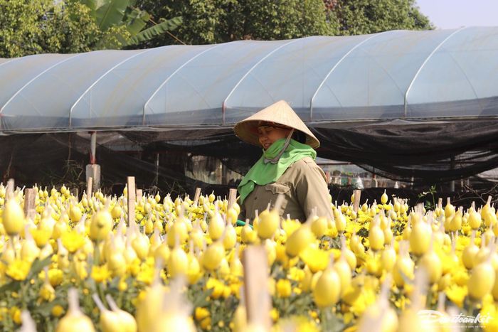 ‘Giá hoa cúc dịp Tết tôi bán tại vườn khoảng 3.000đ/bông. Sau khi bán nốt lứa hoa này, tôi sẽ trồng hoa mới tại đây luôn. Chỉ cần chăm sóc tốt, bật đèn sưởi ấm đầy đủ là hoa vẫn kịp lớn để bán vụ Tết âm lịch. Như gia đình tôi, sau khi trừ hết chi phí phân bón rồi thuốc trừ sâu, theo ước tính, mỗi năm có thể thu về hơn 150 triệu đồng từ việc trồng hoa này”, chị Oanh nói. Ảnh: Đình Minh.