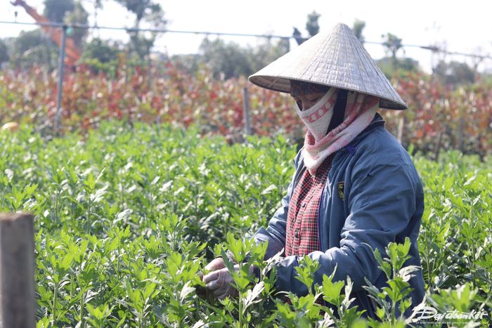 Theo người trồng hoa ở Đông Cương, năm nay, thời tiết có biến động nhẹ khi có rét đậm rét hại. Ảnh: Đình Minh.
