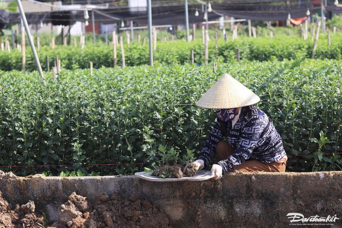 Người dân làng hoa Đông Cương nhổ cây giống đã ươm sẵn để trồng tại thửa đất đã cày bừa, chuẩn bị cho dịp Tết âm lịch. Ảnh: Đình Minh.