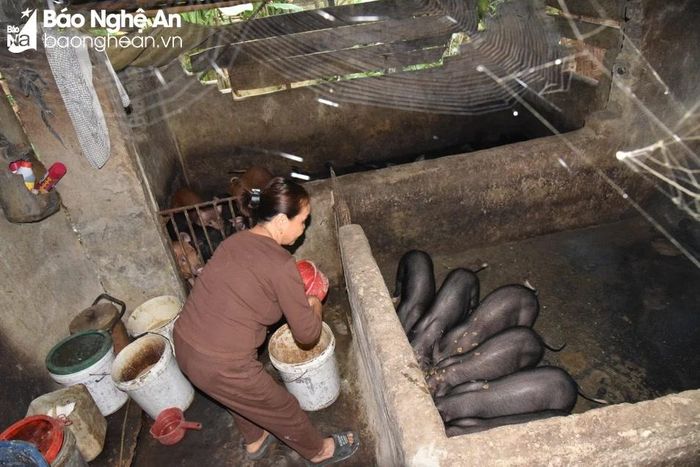  Bản Bà có 140/140 hộ phát triển kinh tế từ nuôi lợn đen bản địa. Ảnh: TP 