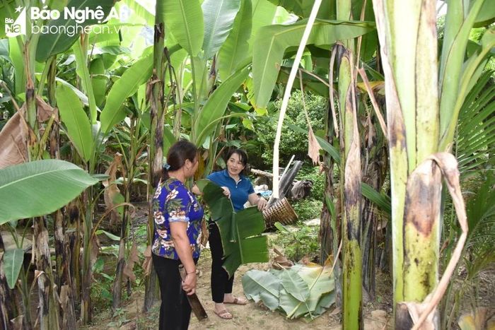  Các hộ ở bản Bà thành lập Tổ hợp tác trồng chuối để xây dựng nguồn cung thức ăn xanh cho đàn lợn. Ảnh: HT 