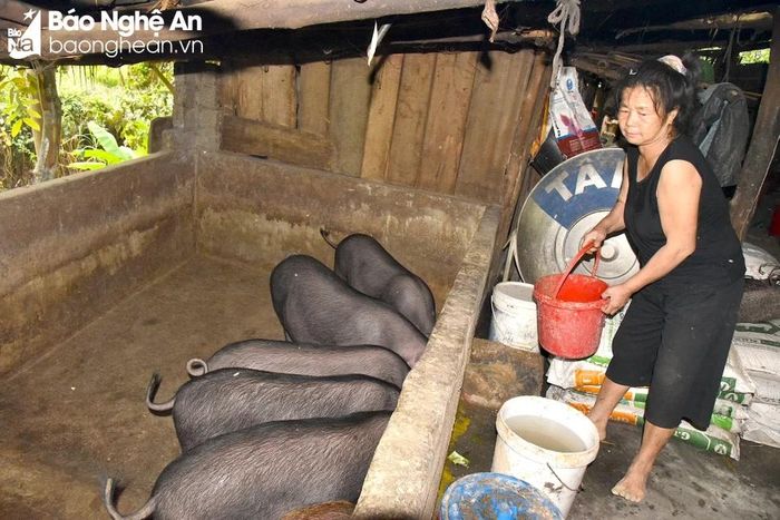  Nuôi lợn đen bản địa theo hướng xanh, sạch giúp các hộ ở bản Bà có thu nhập từ 50 - 100 triệu đồng/năm. Ảnh: TP 