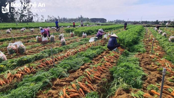  Nông dân xã Quỳnh Liên tất bật ra đồng thu hoạch cà rốt. Ảnh: Thanh Thủy 